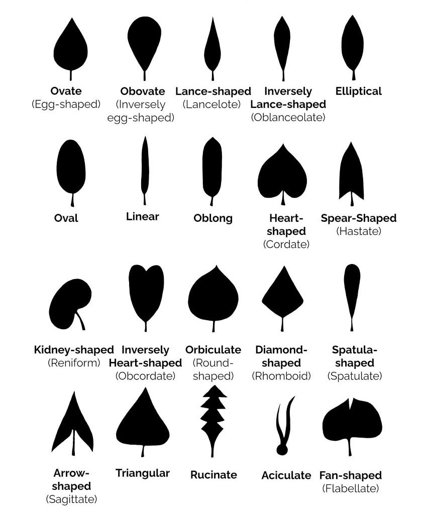 Leaf Shape Leaf Shape