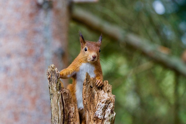Picea Glauca Wildlife Associates - Red Squirrel