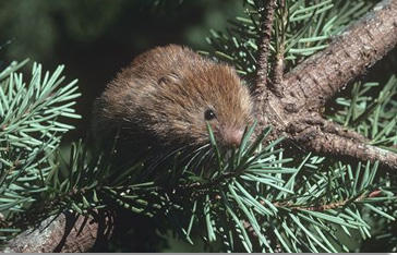 Red_tree_vole