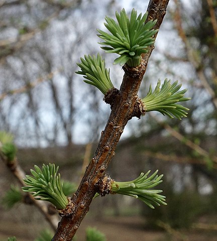 Larix gmelinii var. olgensis 10-96-C