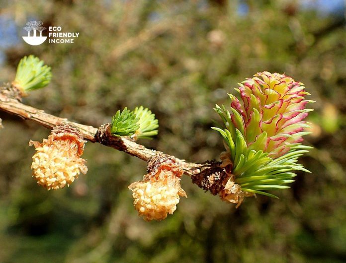 how-to-identify-and-propagate-Dahurian-Larch-_Larix-gmelinii