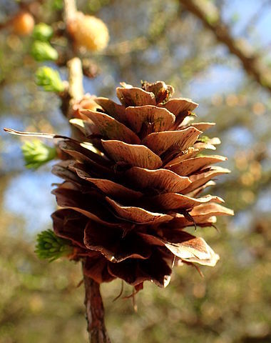 how-to-identify-and-propagate-Dahurian-Larch-_Larix-gmelinii_-cone