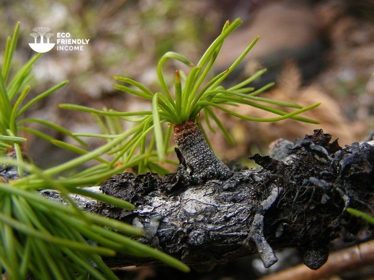 how to identify and propagate Western Larch (Larix occidentalis) (1)