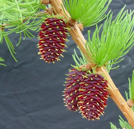 how to identify and propagate Western Larch (Larix occidentalis) Cones