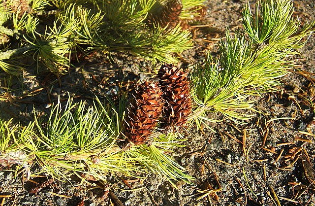 how to identify and propagate Western Larch (Larix occidentalis) Leaves