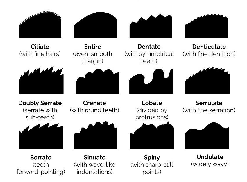 leaf margins 1 leaf margins 1