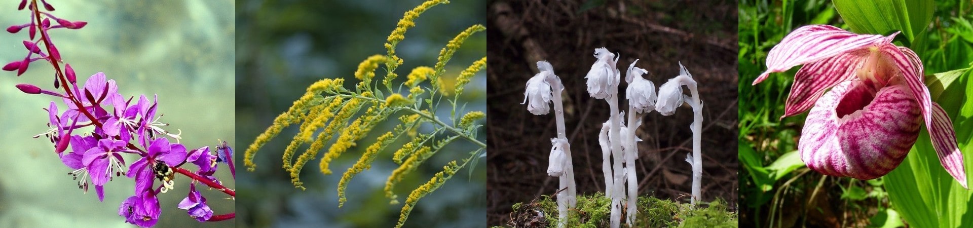 Boreal-Forest-herbs-and-wildflowers Boreal-Forest-herbs-and-wildflowers
