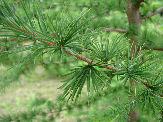 How-to-Identify-Propagate-European-Larch-Larix-decidua-leaves