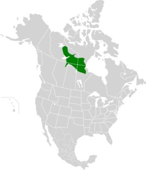 The Boreal Ecoregions: North America | Eco Friendly Income