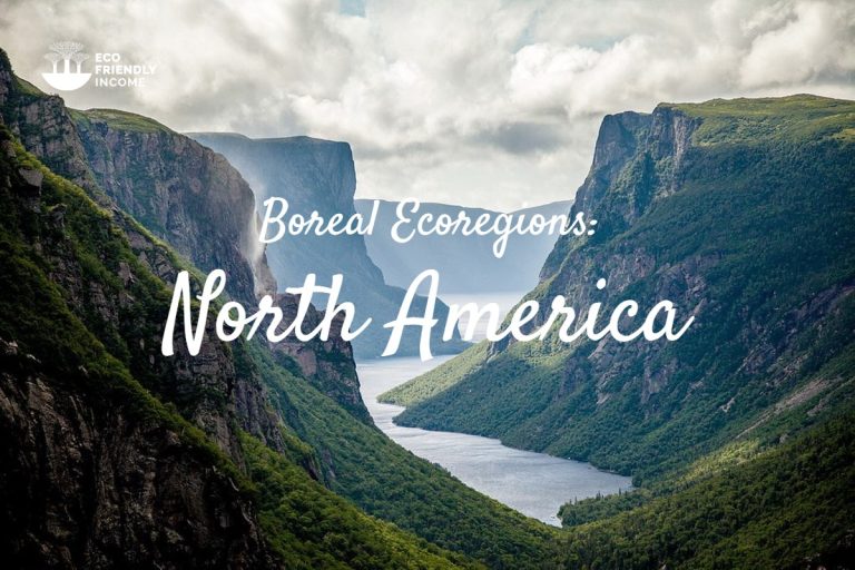 The Boreal Ecoregions: North America