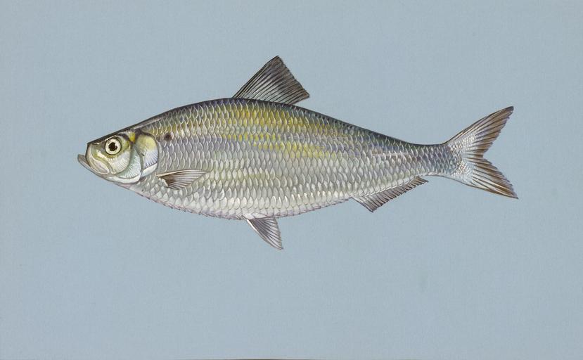 Boreal Forest Fish Species - Alefish
