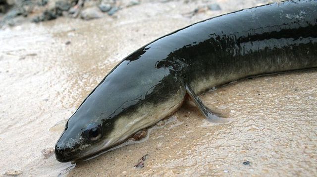 Boreal Forest Fish Species - American Eel