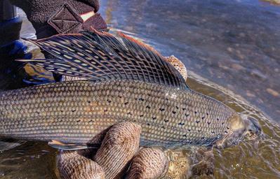 Boreal Forest Fish Species - Arctic Grayling