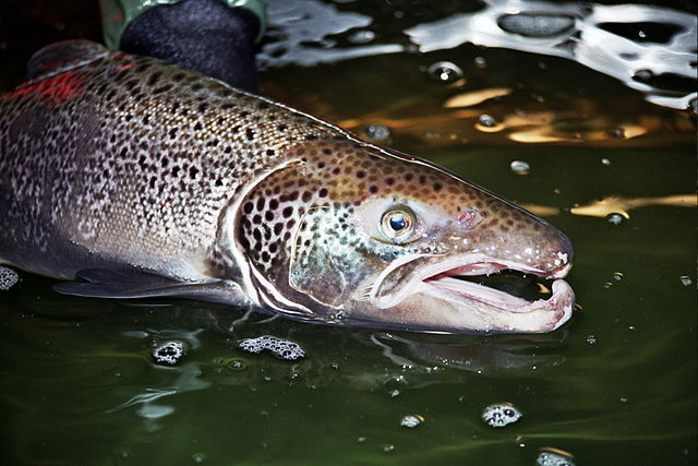 Boreal Forest Fish Species - Atlantic Salmon