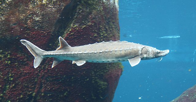 Boreal Forest Fish Species - Atlantic Sturgeon