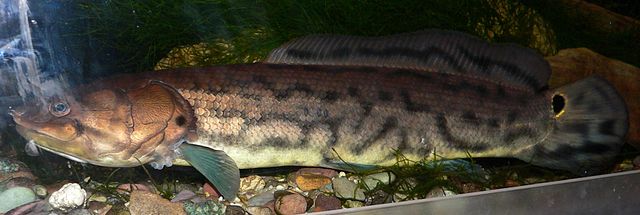 Boreal Forest Fish Species - Bowfin