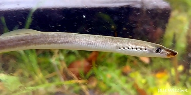 Boreal Forest Fish Species - Brook Lamprey