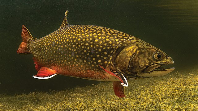 Boreal Forest Fish Species - Brook Trout