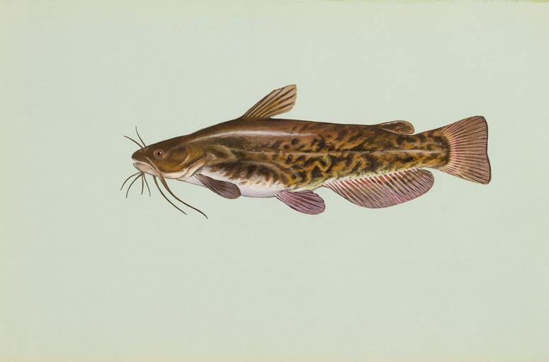 Boreal Forest Fish Species - Brown Bullhead