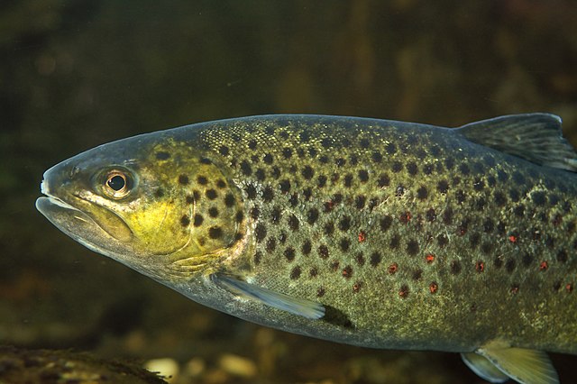 boreal forest fish species - brown trout