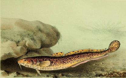 Boreal Forest Fish Species - Burbot (2)