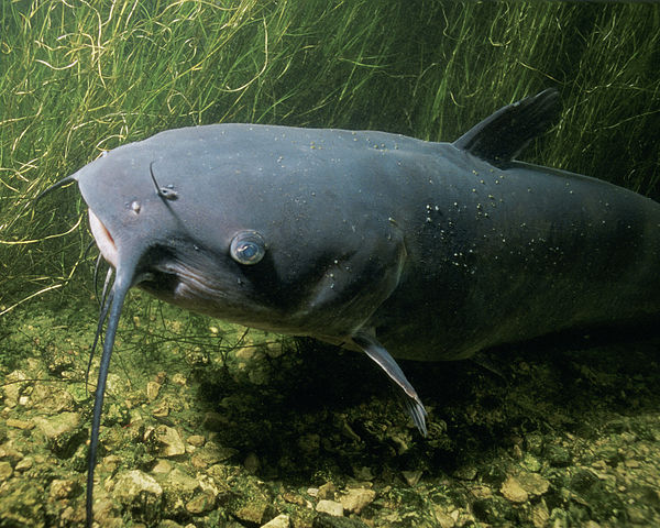 Boreal Forest Fish Species - Channel Catfish