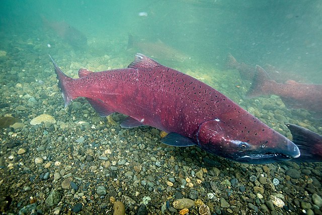 Boreal Forest Fish Species - Chinook Salmon