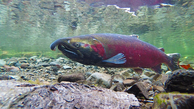 Boreal Forest Fish Species - Coho Salmon