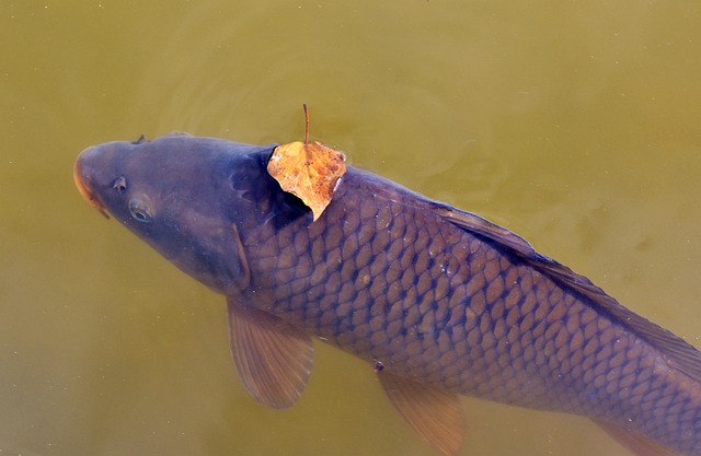 Boreal Forest Fish Species - Common Carp