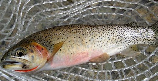 Boreal Forest Fish Species - Cutthroat Trout