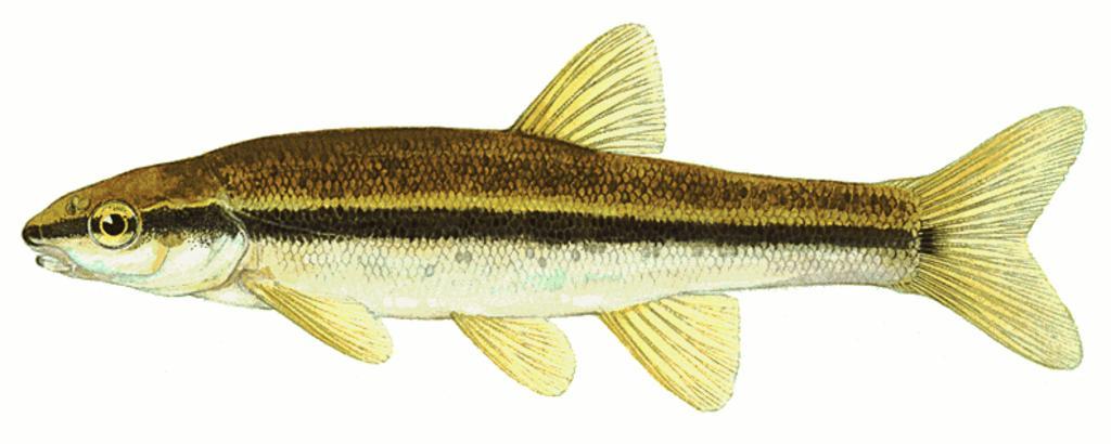 Boreal Forest Fish Species - Dace