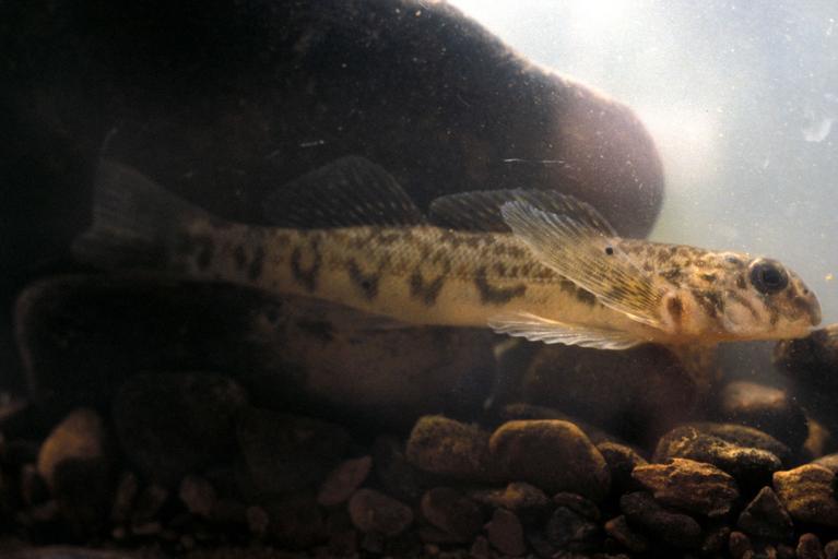 Boreal Forest Fish Species - Darters