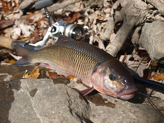 Boreal-Forest-Fish-Species-Fallfish