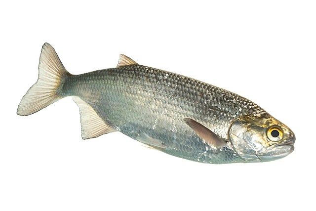 Boreal Forest Fish Species - Goldeye