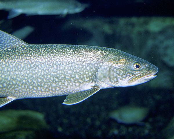 Boreal Forest Fish Species - Lake Trout