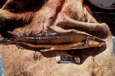 Boreal Forest Fish Species - Longnose Sucker