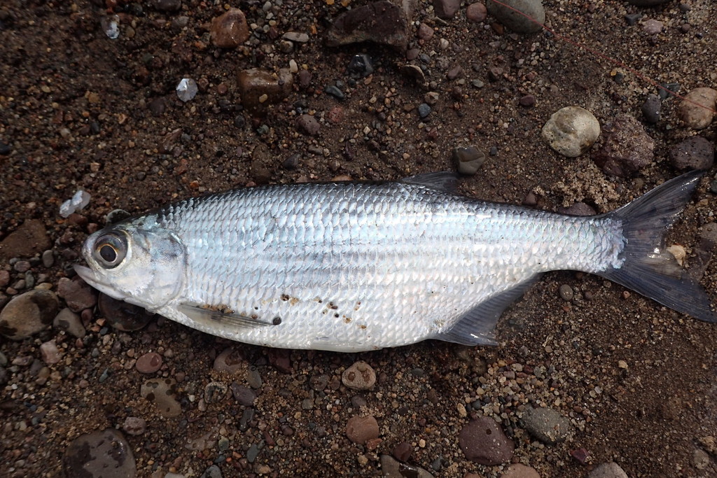 Boreal Forest Fish Species - Mooneye