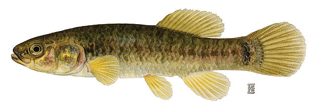 Boreal Forest Fish Species - Mudminnows