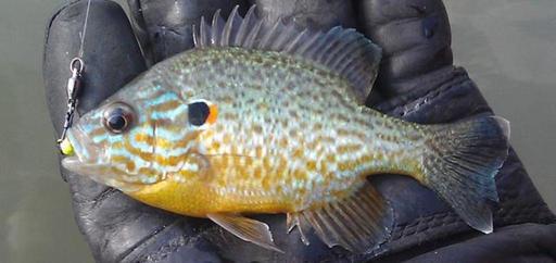 Boreal Forest Fish Species - Pumpkinseed