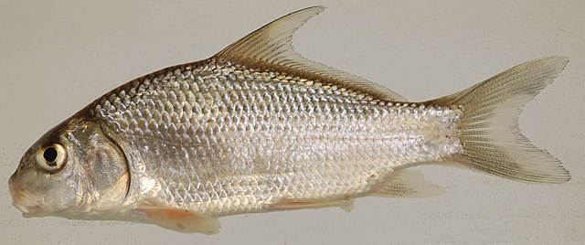 Boreal Forest Fish Species - Quillback