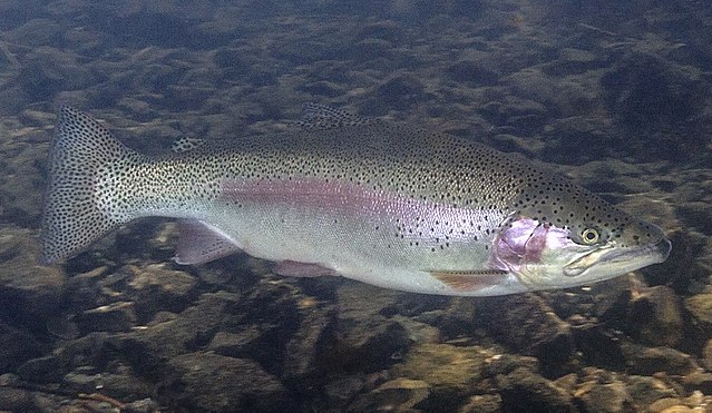 Boreal Forest Fish Species - Rainbow Trout