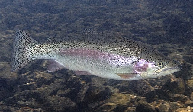 Boreal Forest Fish Species - Rainbow Trout