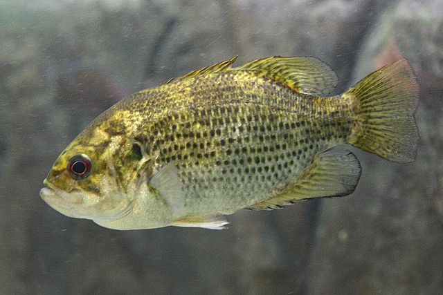 Boreal Forest Fish Species - Rock Bass