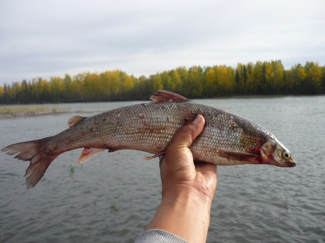 Boreal Forest Fish Species - Round Whitefish-min