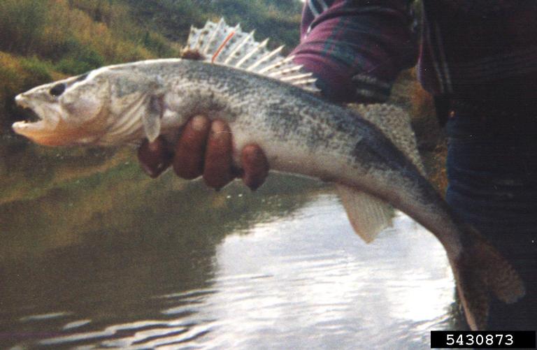 Boreal Forest Fish Species - Sauger