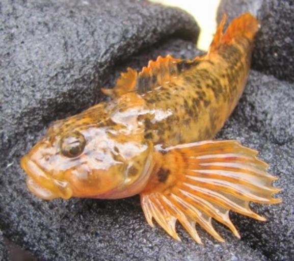 Boreal Forest Fish Species - Sculpin