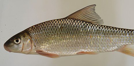 Boreal Forest Fish Species - Shorthead Redhorse