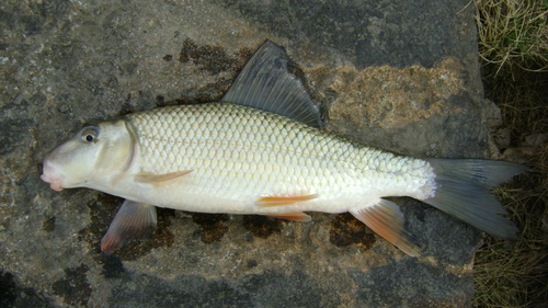 Boreal Forest Fish Species Silver Redhorse