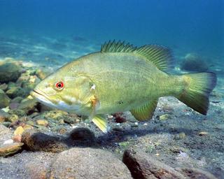 Boreal Forest Fish Species - Smallmouth Bass