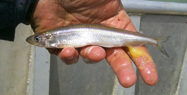 Boreal Forest Fish Species - Smelt